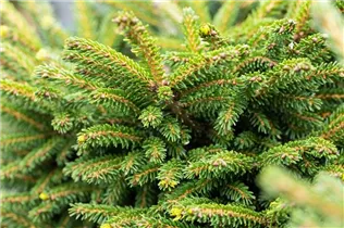 Picea orientalis 'Shadows Broom' - Orientalische Fichte 'Shadows Broom'