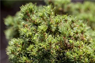 Picea glauca 'Jean´s Dilly' - Zuckerhut-Fichte 'Jean´s Dilly'