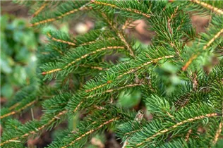 Picea polita - Tigerschwanz-Fichte