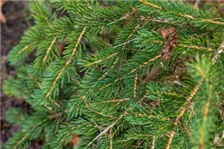 Picea polita - Tigerschwanz-Fichte