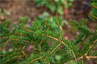 Picea polita - Tigerschwanz-Fichte