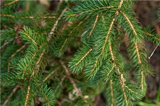 Picea polita - Tigerschwanz-Fichte
