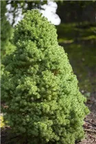 Picea glauca 'Laurin' - Zuckerhutfichte 'Laurin'
