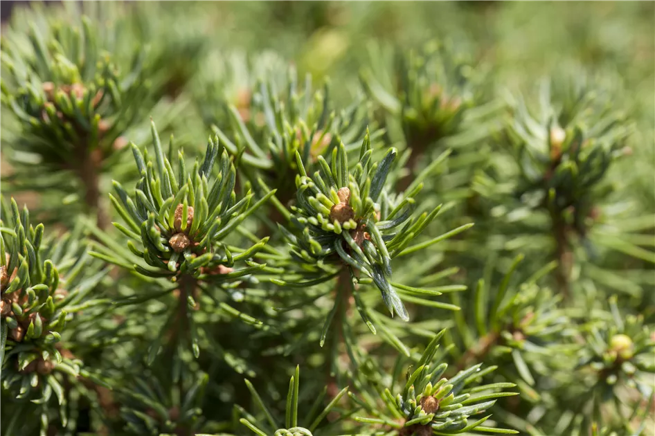 Kokrak bilan soguvchi foto