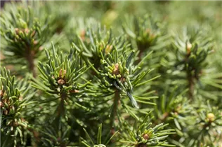 Picea glauca 'Laurin' - Zuckerhutfichte 'Laurin'