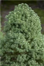 Picea glauca 'Laurin' - Zuckerhutfichte 'Laurin'