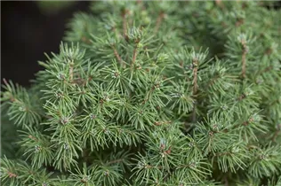 Picea glauca 'Rainbow´s End' - Zuckerhut-Fichte 'Rainbow´s End'