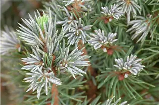 Picea glauca 'Sander´s Blue' - Zwerg-Zuckerhut-Fichte 'Sander´s Blue'
