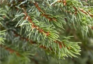 Picea glauca 'Sander´s Blue' - Zwerg-Zuckerhut-Fichte 'Sander´s Blue'