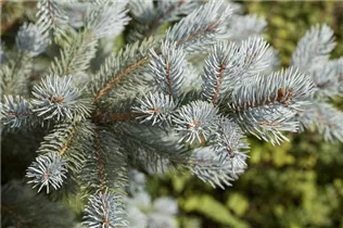 Picea pungens 'Fat Albert' - Blaufichte 'Fat Albert'