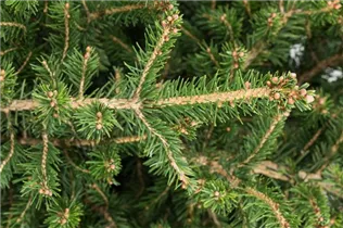 Picea 'Little Santa'® - Fichte 'Little Santa'®