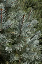 Picea pungens 'Iseli Fastigiata' - Blaue Säulen-Stechfichte 'Iseli Fastigiata' Picea pungens 'Iseli Fastigiata' - Blaue Säulen-Stechfichte 'Iseli Fastigiata'