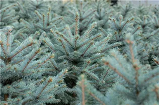 Picea pungens 'Fat Albert' - Blaufichte 'Fat Albert'