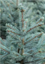 Picea pungens 'Fat Albert' - Blaufichte 'Fat Albert'