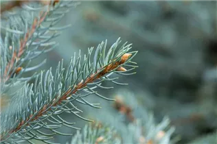 Picea pungens 'Fat Albert' - Blaufichte 'Fat Albert'
