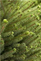 Picea omorika - Serbische Fichte Picea omorika - Serbische Fichte