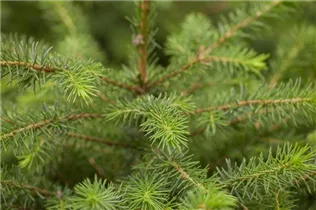 Picea omorika - Serbische Fichte Picea omorika - Serbische Fichte