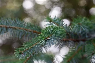 Picea omorika - Serbische Fichte Picea omorika - Serbische Fichte