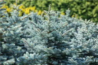 Picea pungens 'Glauca Globosa' - Kleine Blaufichte 'Glauca Globosa'
