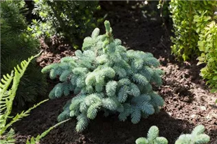Picea pungens 'Glauca Globosa' - Kleine Blaufichte 'Glauca Globosa'