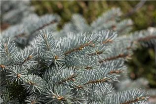 Picea pungens 'Glauca Globosa' - Kleine Blaufichte 'Glauca Globosa'