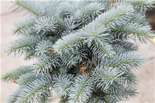 Picea pungens 'Glauca Globosa' - Kleine Blaufichte 'Glauca Globosa'