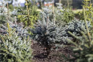 Picea pungens 'Glauca Globosa' - Kleine Blaufichte 'Glauca Globosa'