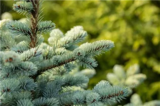 Picea pungens 'Glauca Globosa' - Kleine Blaufichte 'Glauca Globosa'