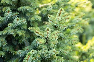 Picea pungens 'Glauca Globosa' - Kleine Blaufichte 'Glauca Globosa'
