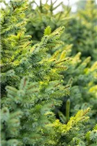 Picea pungens 'Glauca Globosa' - Kleine Blaufichte 'Glauca Globosa'