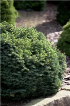Picea omorika 'Karel' - Serbische Fichte 'Karel'