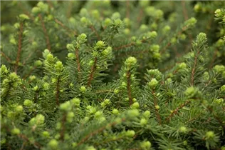 Picea omorika 'Karel' - Serbische Fichte 'Karel'