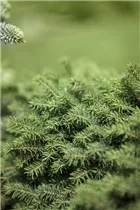 Picea omorika 'Karel' - Serbische Fichte 'Karel'