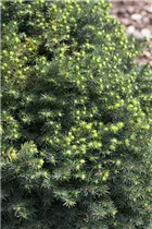 Picea omorika 'Karel' - Serbische Fichte 'Karel'