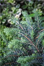Picea omorika 'Karel' - Serbische Fichte 'Karel'