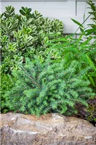 Picea omorika 'Karel' - Serbische Fichte 'Karel'