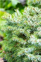 Picea omorika 'Nana' - Serbische Kegelfichte 'Nana' Picea omorika 'Nana' - Serbische Kegelfichte 'Nana'