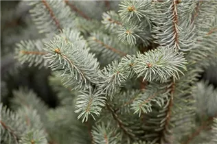 Picea pungens 'Iseli Fastigiata' - Blaue Säulen-Stechfichte 'Iseli Fastigiata' Picea pungens 'Iseli Fastigiata' - Blaue Säulen-Stechfichte 'Iseli Fastigiata'