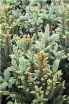 Picea pungens 'Iseli Fastigiata' - Blaue Säulen-Stechfichte 'Iseli Fastigiata' Picea pungens 'Iseli Fastigiata' - Blaue Säulen-Stechfichte 'Iseli Fastigiata'