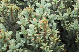Picea pungens 'Iseli Fastigiata' - Blaue Säulen-Stechfichte 'Iseli Fastigiata' Picea pungens 'Iseli Fastigiata' - Blaue Säulen-Stechfichte 'Iseli Fastigiata'
