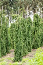 Picea omorika 'Pendula' - Serbische Hängefichte 'Pendula'