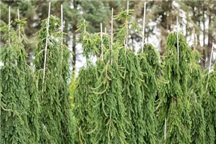 Picea omorika 'Pendula' - Serbische Hängefichte 'Pendula'