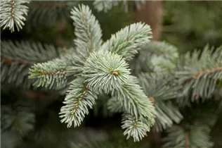 Picea pungens 'Koster' - Blaufichte 'Koster'