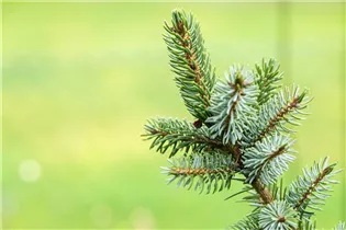 Picea omorika 'Silberblau' - Serbische Fichte 'Silberblau' Picea omorika 'Silberblau' - Serbische Fichte 'Silberblau'