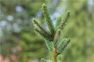 Picea omorika 'Silberblau' - Serbische Fichte 'Silberblau' Picea omorika 'Silberblau' - Serbische Fichte 'Silberblau'