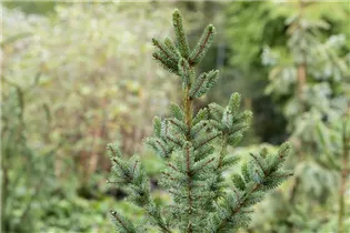 Picea omorika 'Silberblau' - Serbische Fichte 'Silberblau' Picea omorika 'Silberblau' - Serbische Fichte 'Silberblau'