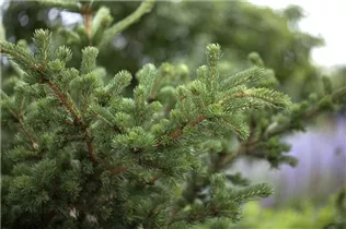 Picea pungens 'Lucky Strike' - Blaue Stechfichte 'Lucky Strike'