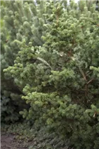 Picea pungens 'Lucky Strike' - Blaue Stechfichte 'Lucky Strike'