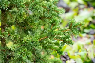 Picea pungens 'Lucky Strike' - Blaue Stechfichte 'Lucky Strike'