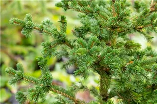 Picea pungens 'Lucky Strike' - Blaue Stechfichte 'Lucky Strike'